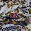 Briar Island Seaweed